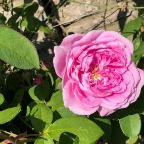 Comte de Chambord Rose (Rosa Comte de Chambord) 2
